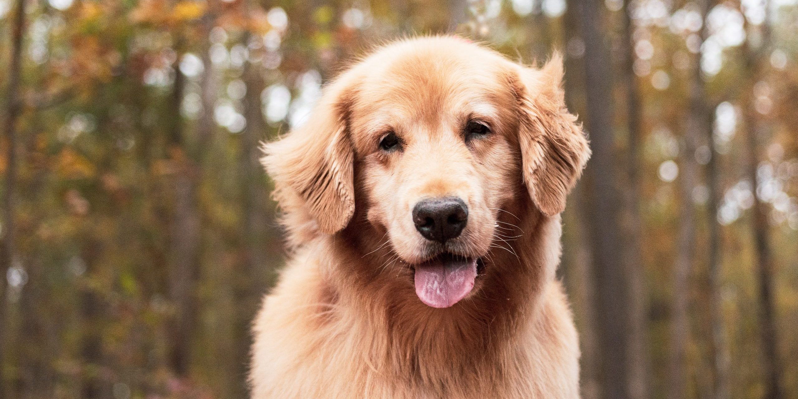 Fall Dog Photoshoot Your Ultimate Guide Paws Fur Joy Photo