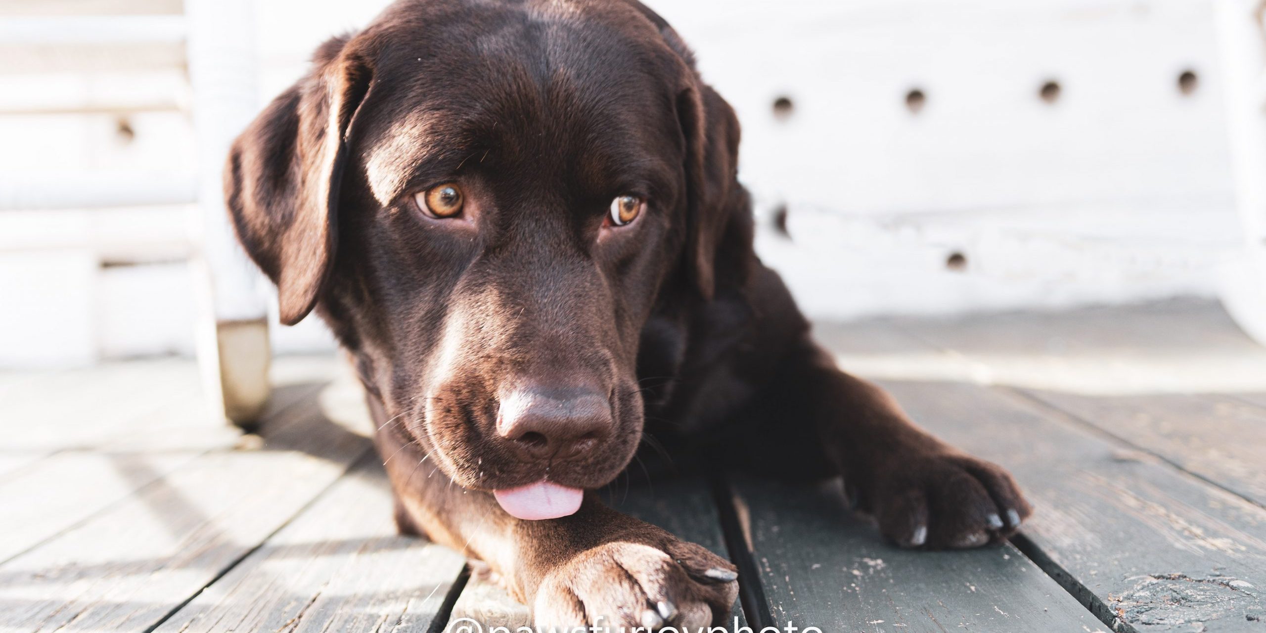 40 Dog Mom Signs! - Top Raleigh Pet Photographer- Paws Fur Joy Photography