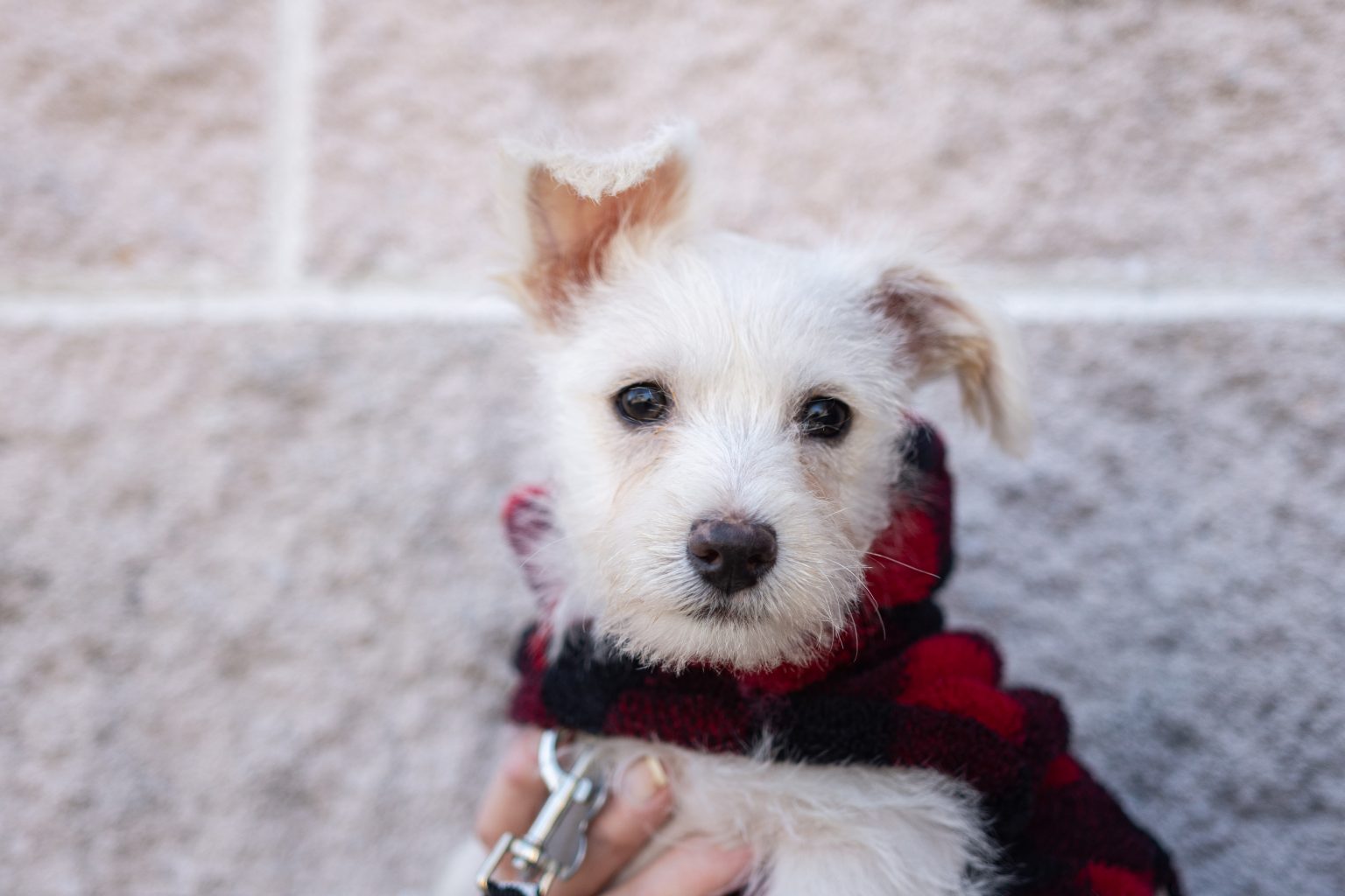 10 Ways to Help Animal Rescues During Covid19 Top Raleigh Pet