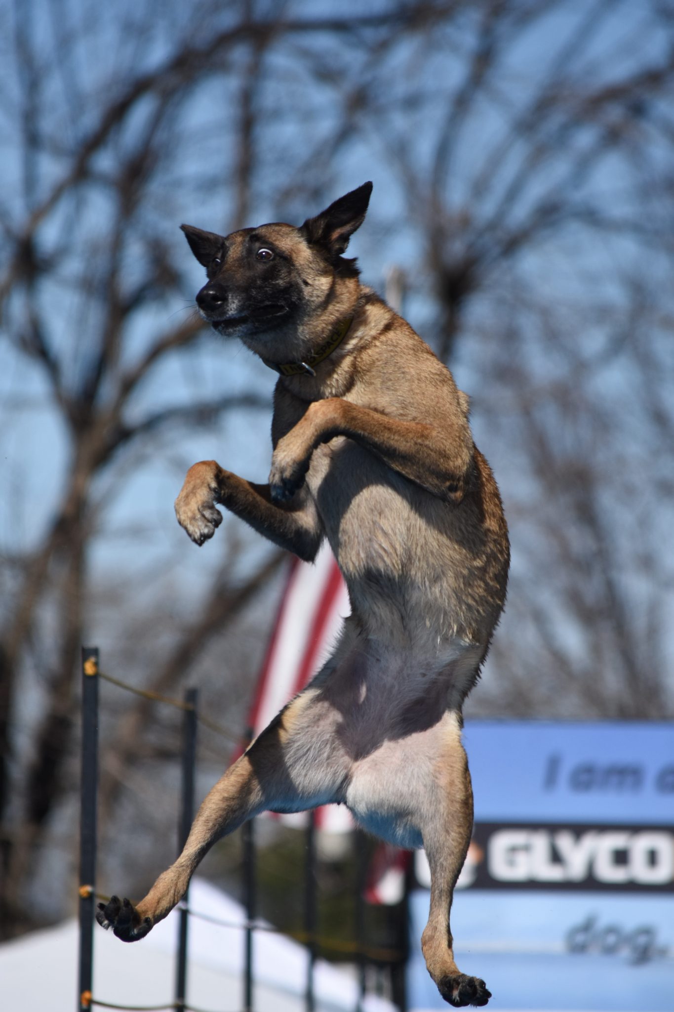 Introduction to Dock Diving - Top Raleigh Pet Photographer- Paws Fur