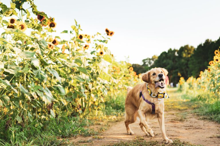 10 Tips for a Sunflower Photo Shoot with your Dog Top Raleigh Pet Photographer Paws Fur Joy