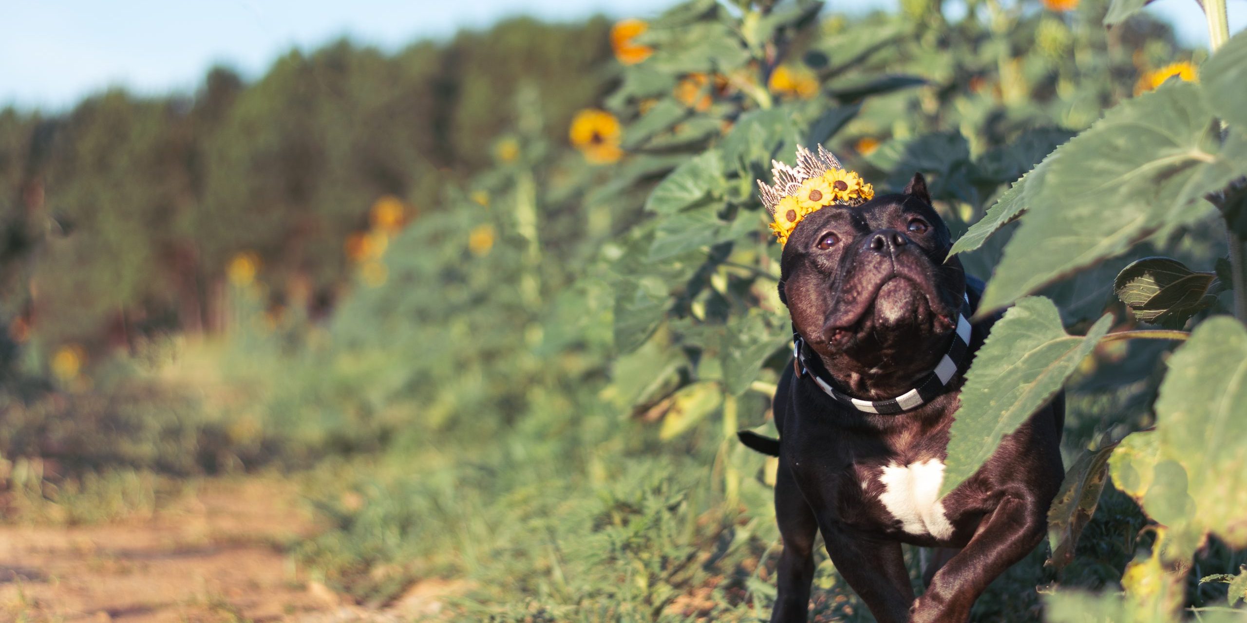 10 Tips for a Sunflower Photo Shoot with your Dog Top Raleigh Pet