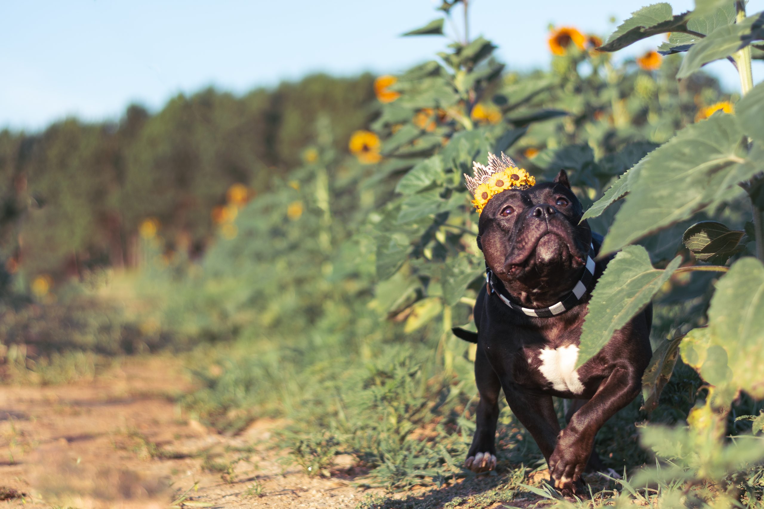 pitbull in sunflowers