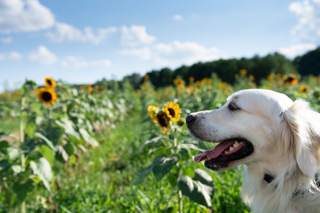 10 Tips for a Sunflower Photo Shoot with your Dog - Top Raleigh Pet ...