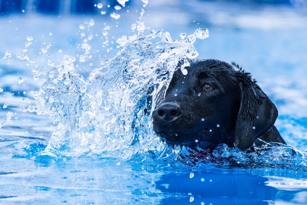 Introduction to Dock Diving Top Raleigh Pet Photographer Paws Fur