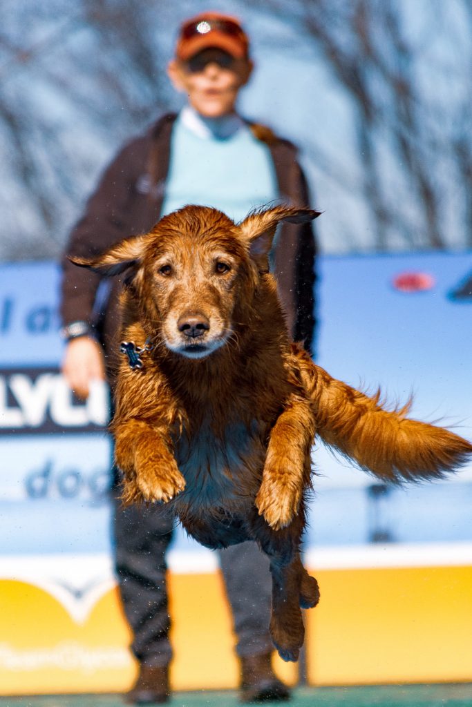 Introduction to Dock Diving - Raleigh Pet, Dog, and Business Photographer