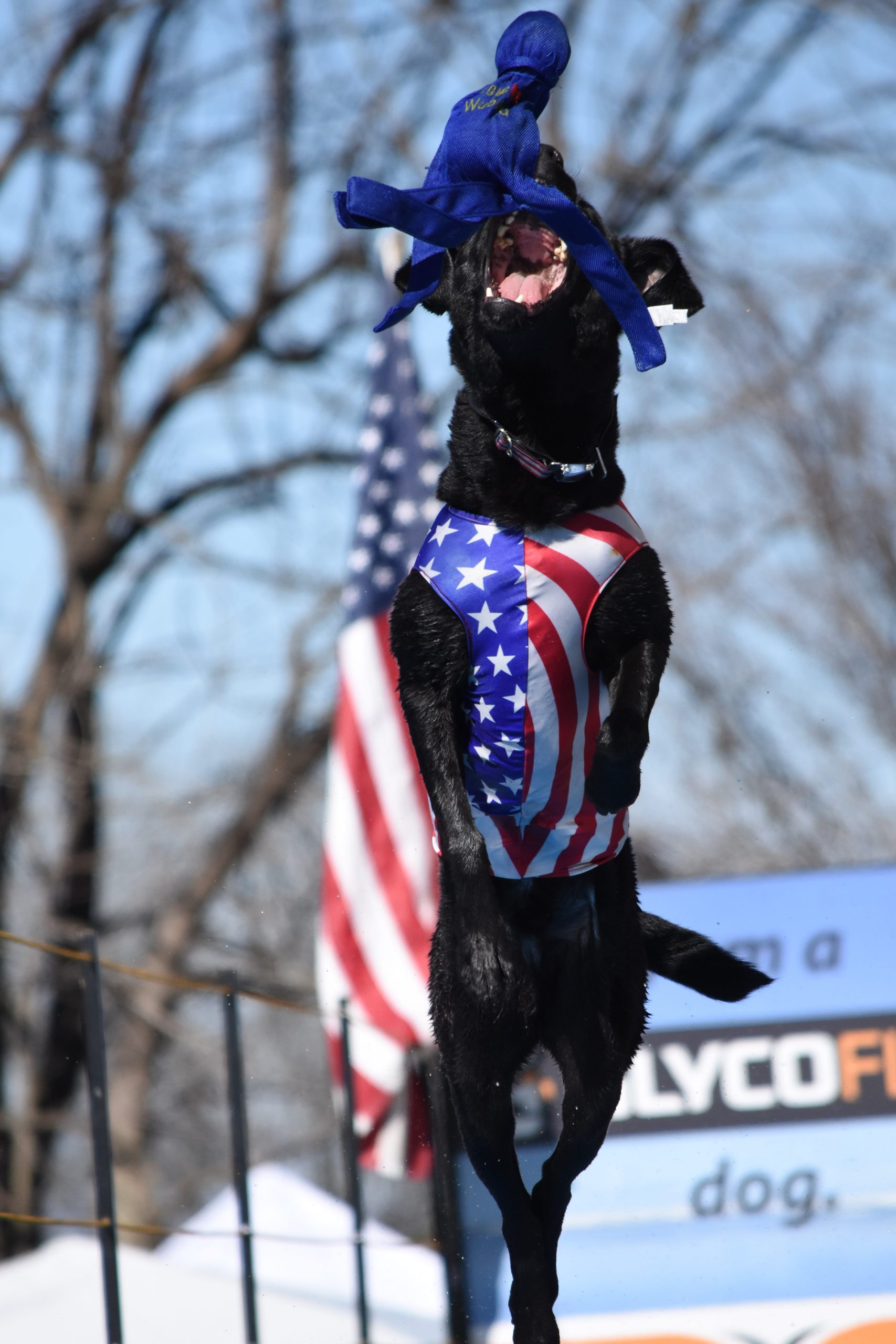 Introduction to Dock Diving Top Raleigh Pet Photographer Paws Fur
