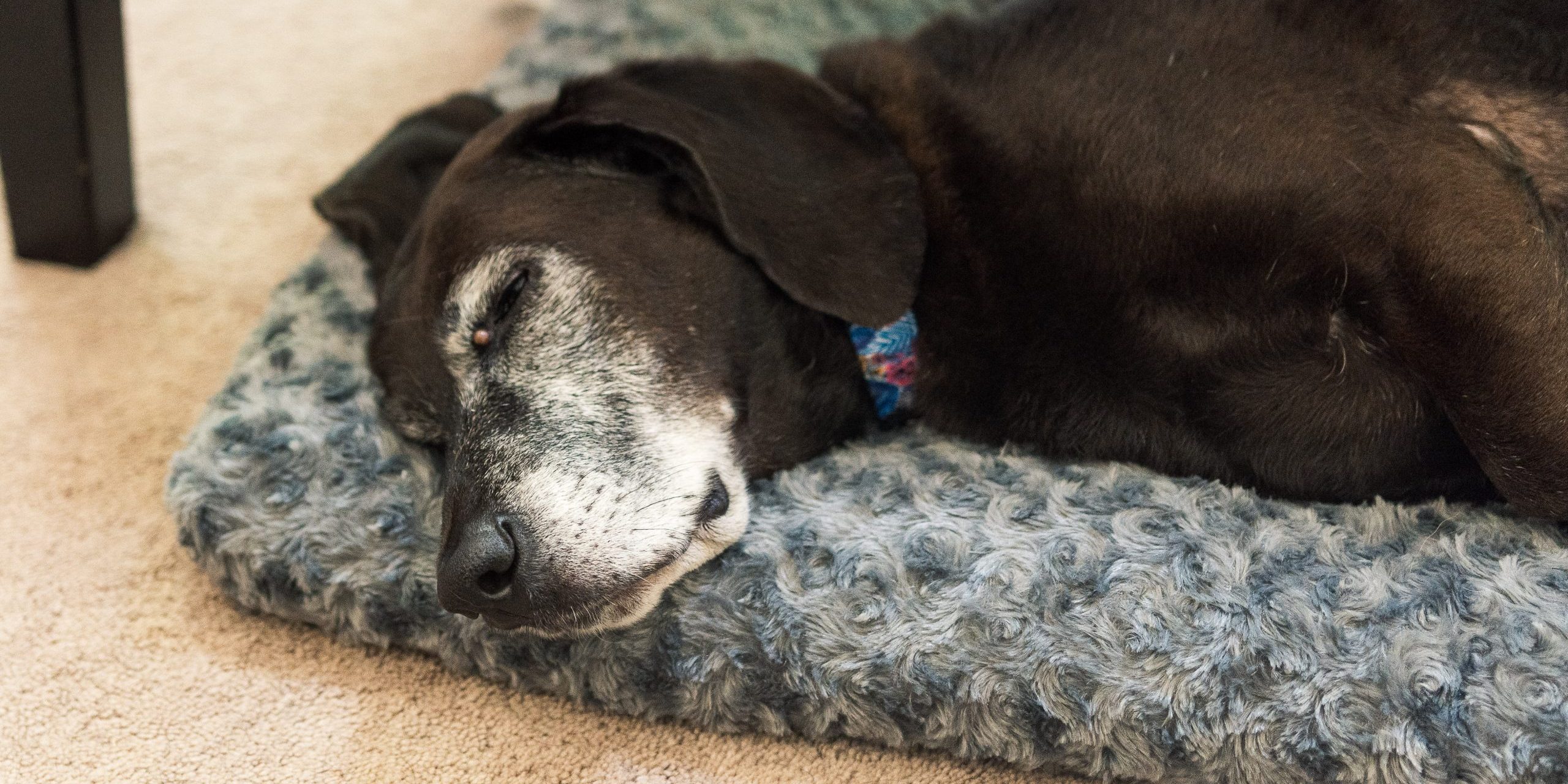 How Much Should Senior Dogs Sleep