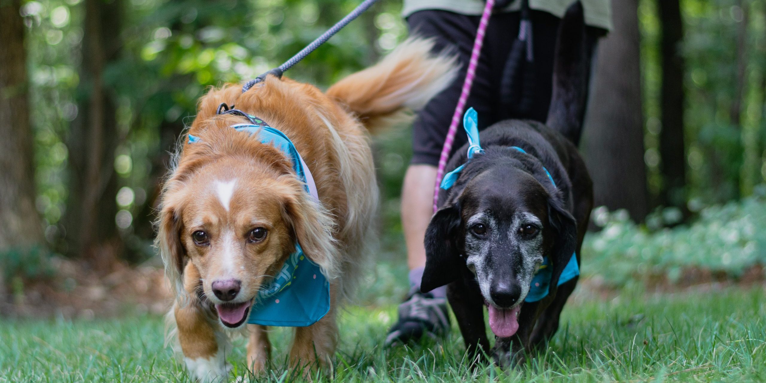 Gotcha Day We Re Dog Parents Top Raleigh Pet Photographer Paws Fur Joy Photography