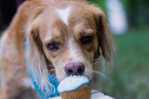 dog eating cupcake