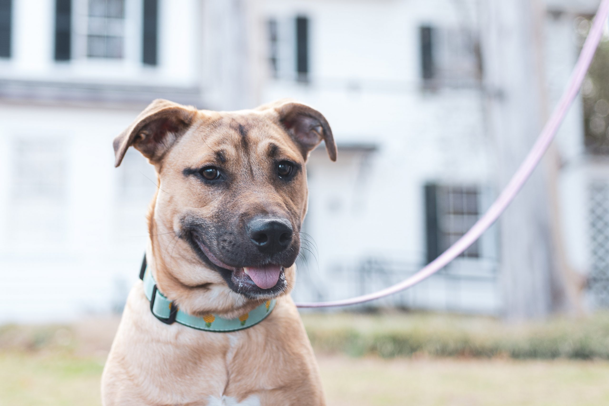 lab mix with leash lab mix with leash