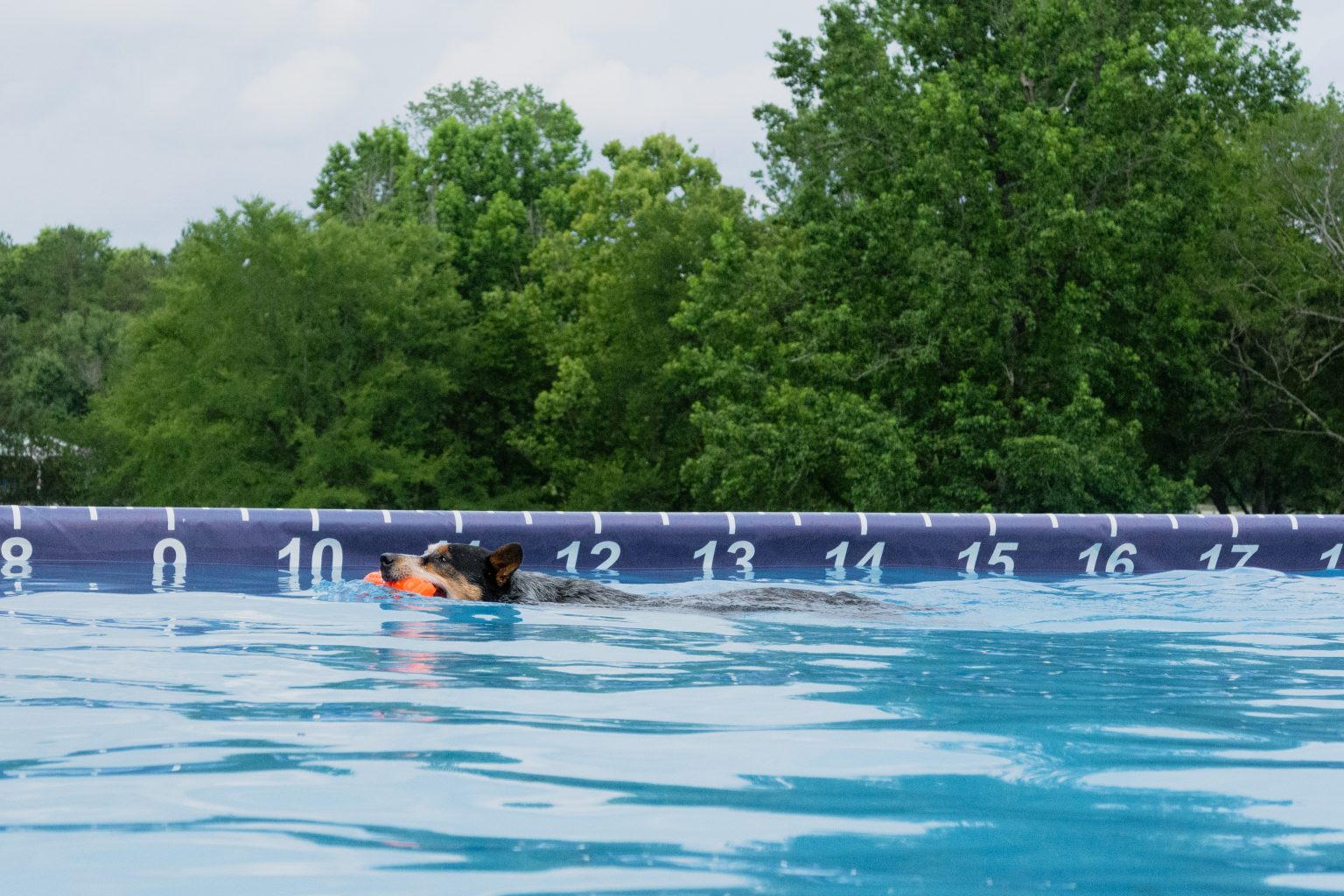 Carolina Dock Dogs Top Raleigh Pet Photographer Paws Fur Joy Photography