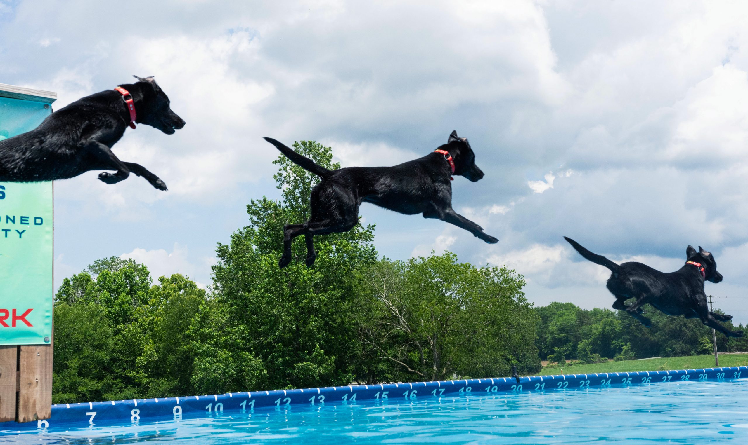 Carolina Dock Dogs Top Raleigh Pet Photographer Paws Fur Joy Photography