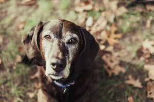 basset hound mix rescue