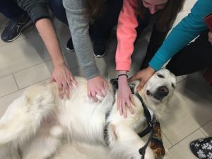 therapy dog being petted