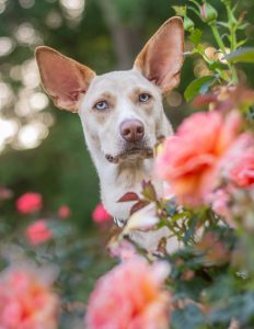 dog in roses