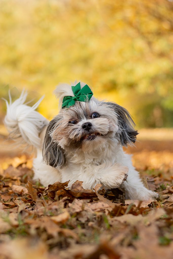 dog in leaves in Raleigh