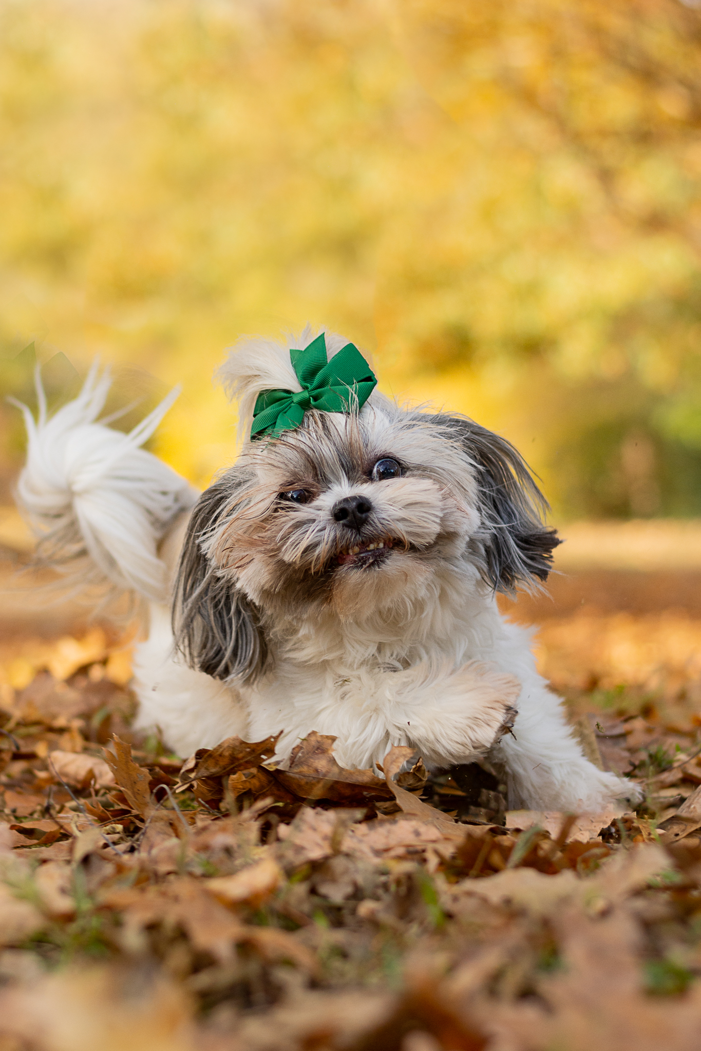 dog in leaves in Raleigh