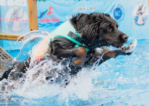 Dog friendly swim spots