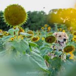 sunflower sessions