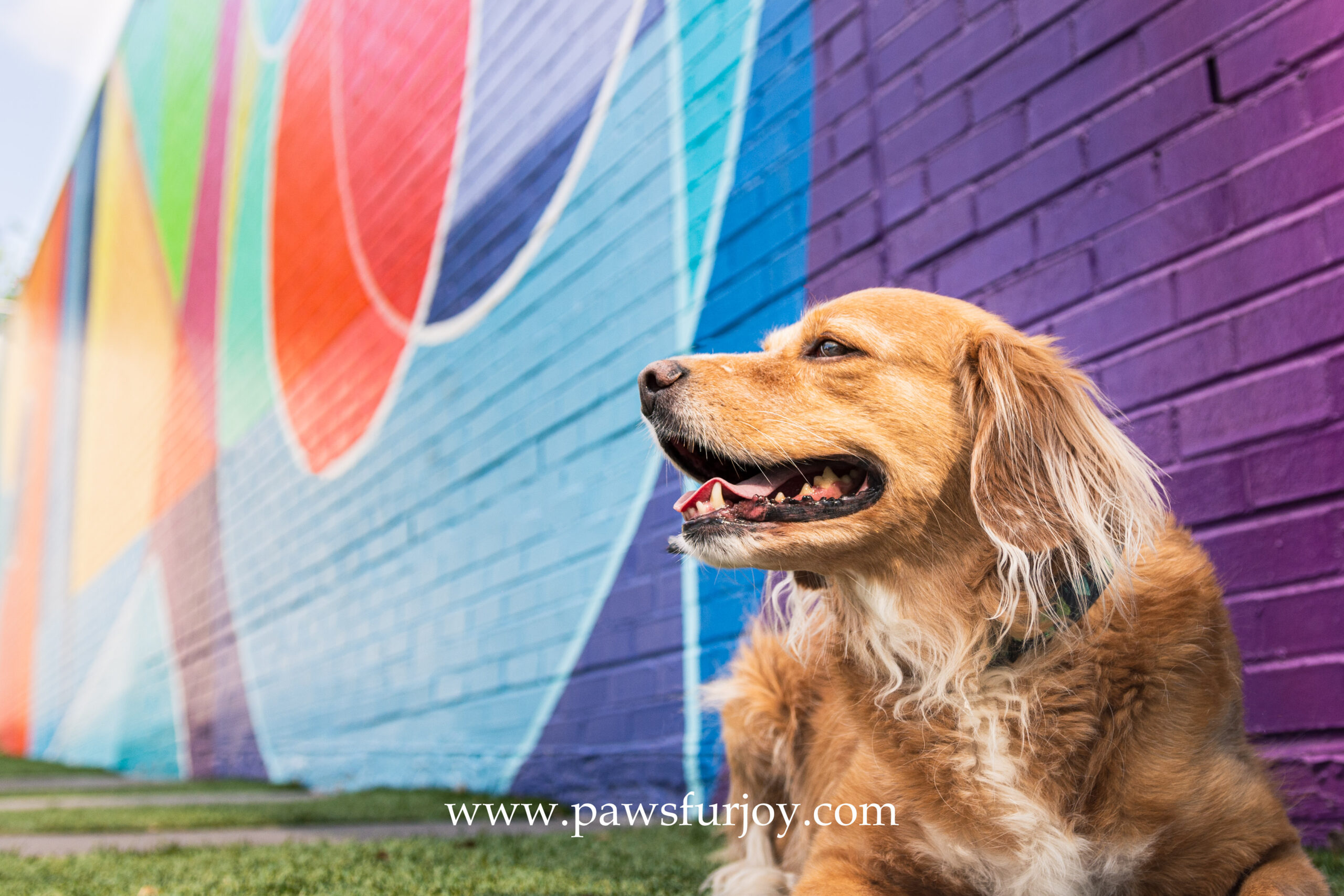 Dog in front of Raleigh mural